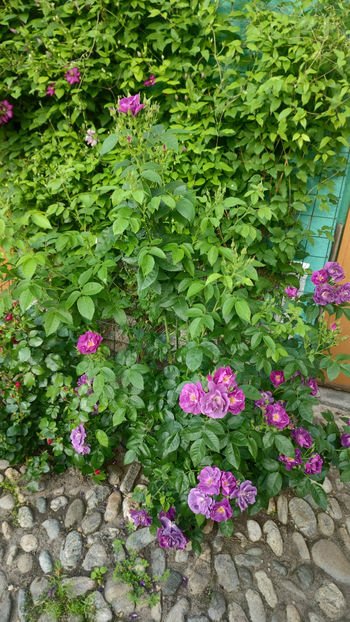 05 06 2022 - Rhapsody in Blue