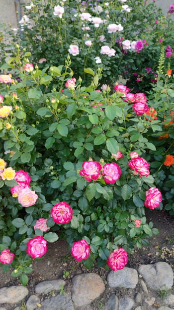 05 06 2022 - Jubilé du Prince de Monaco