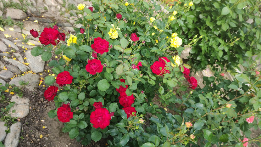 03 06 2022 - Lavaglut