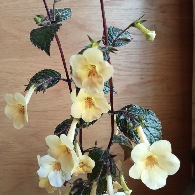  - Yellow Beauty