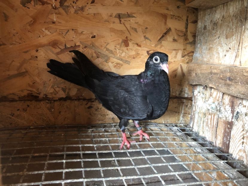 452/22 - 5- lot zbor 2022