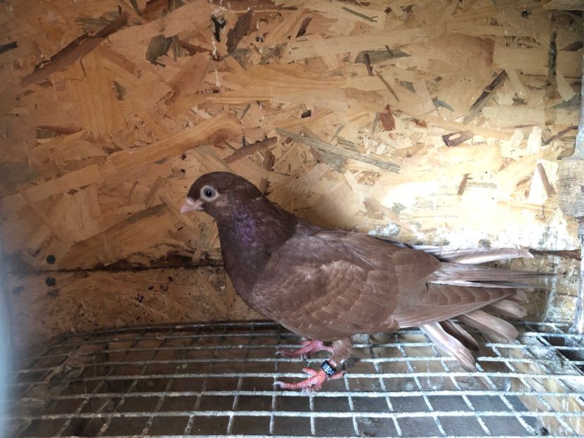 454/22 - 5- lot zbor 2022