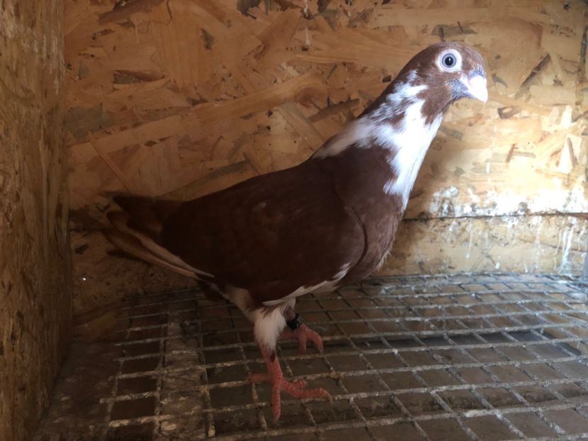 455/22 - 5- lot zbor 2022