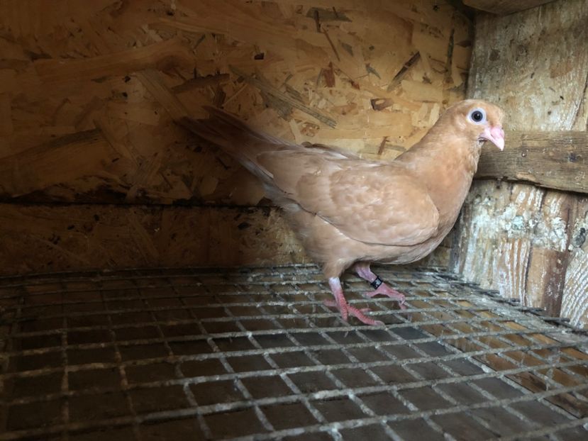 449/22 - 5- lot zbor 2022