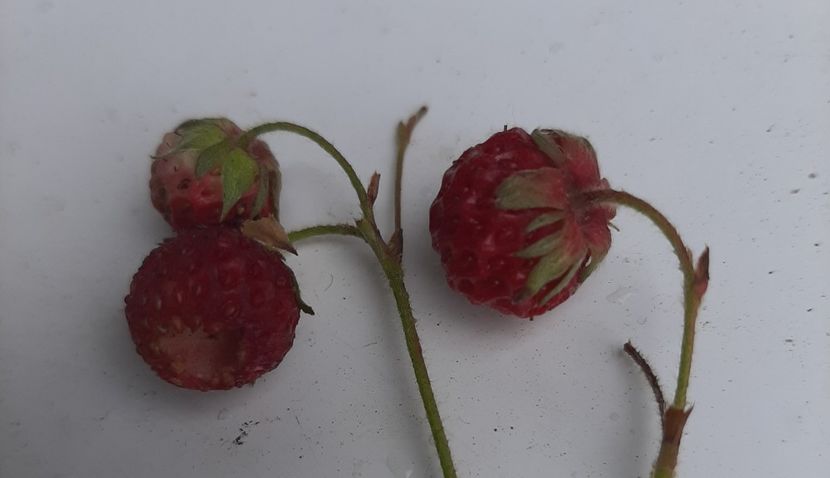  - Prin pădure în iunie 2022