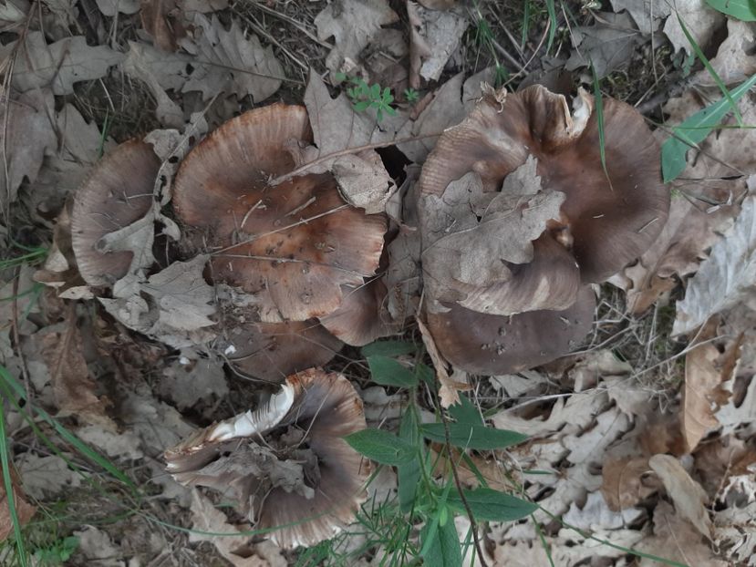  - Prin pădure în iunie 2022