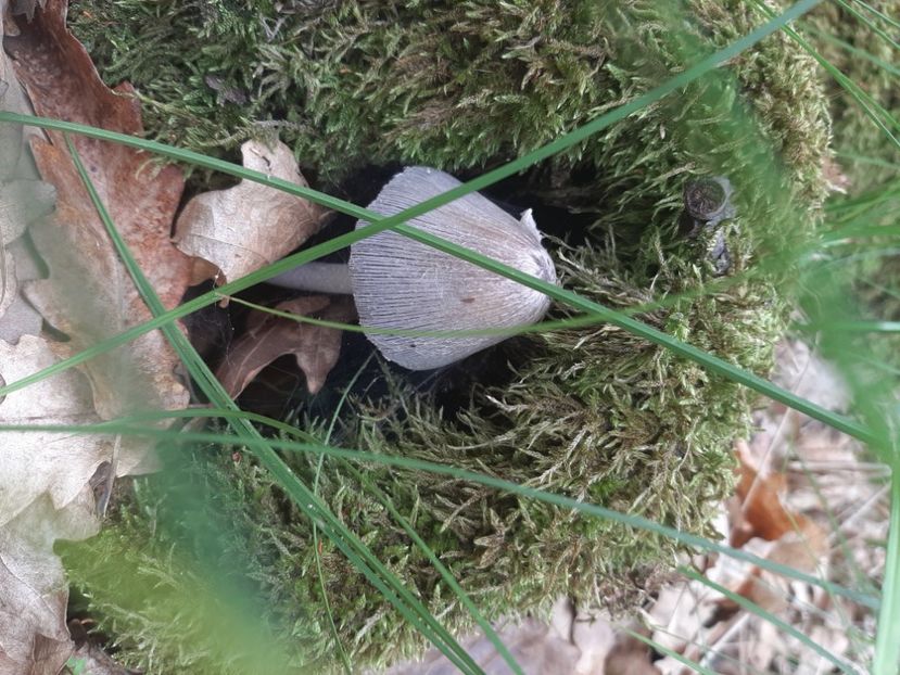  - Prin pădure în iunie 2022