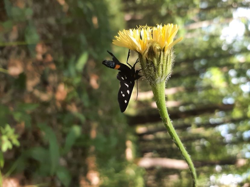  - Prin pădure în iunie 2022