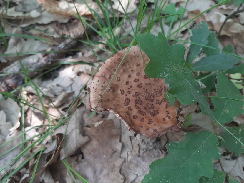  - Prin pădure în iunie 2022