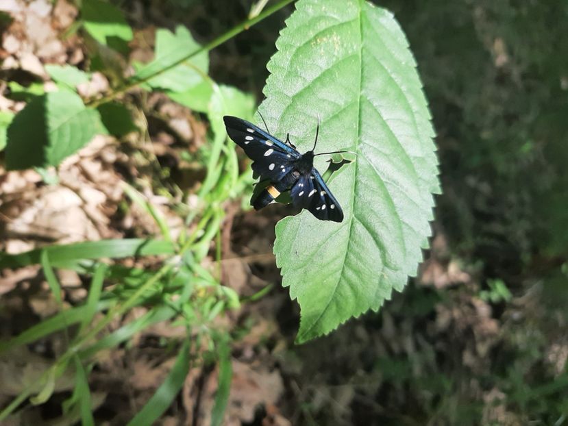  - Prin pădure în iunie 2022