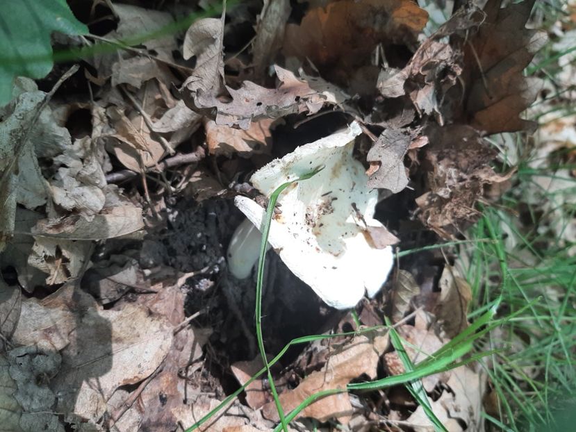  - Prin pădure în iunie 2022