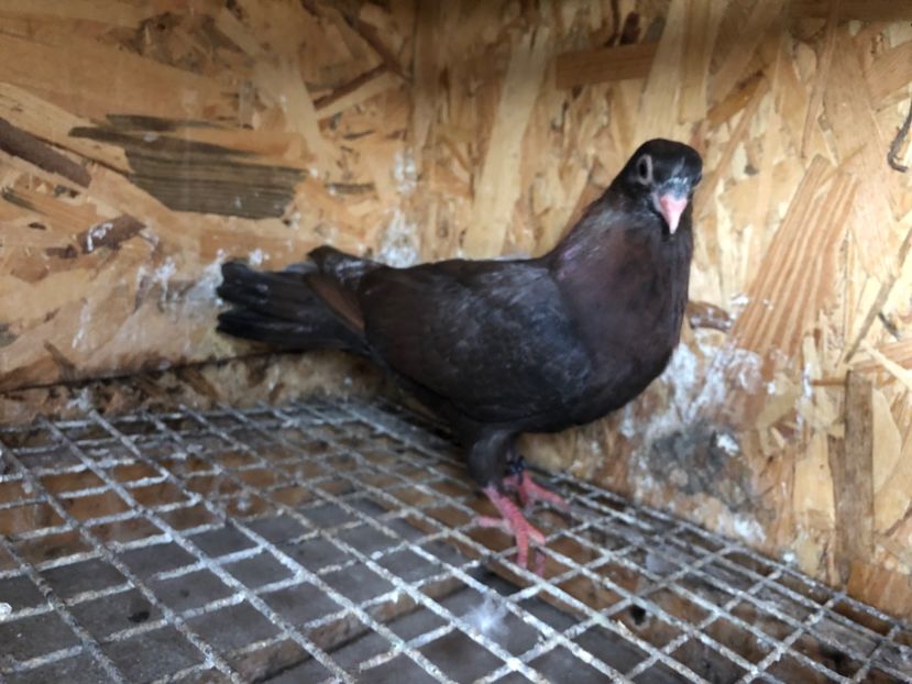 457/22 - 5- lot zbor 2022