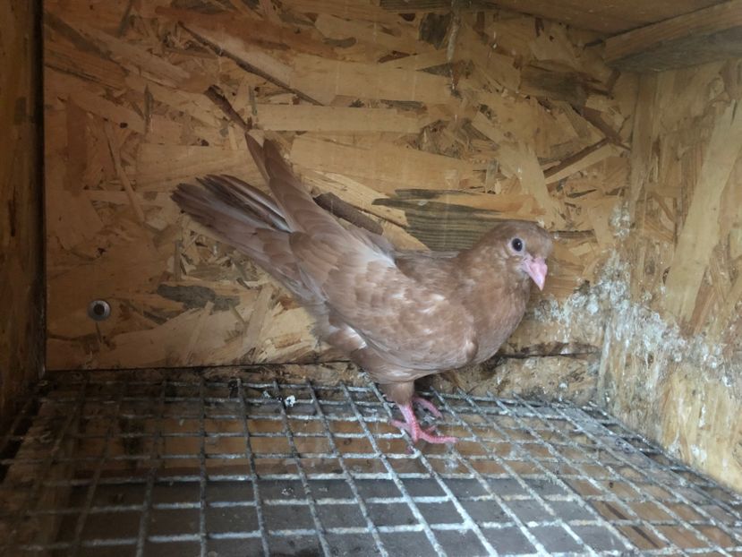 450/22 - 5- lot zbor 2022