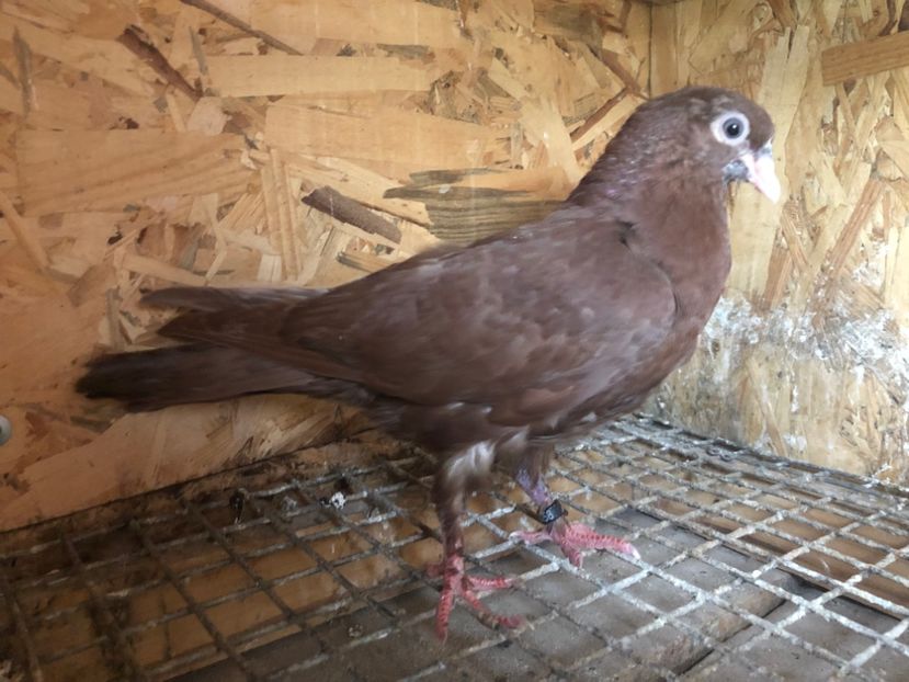 458/22 - 5- lot zbor 2022