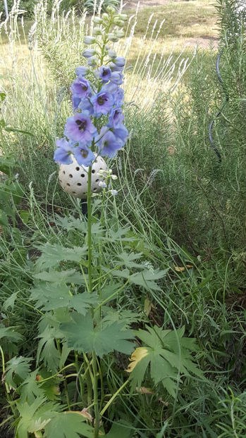 Delphinium(nemtisor) "high society" - Gradina si terasa PrimaLuce_9-Hello 2022