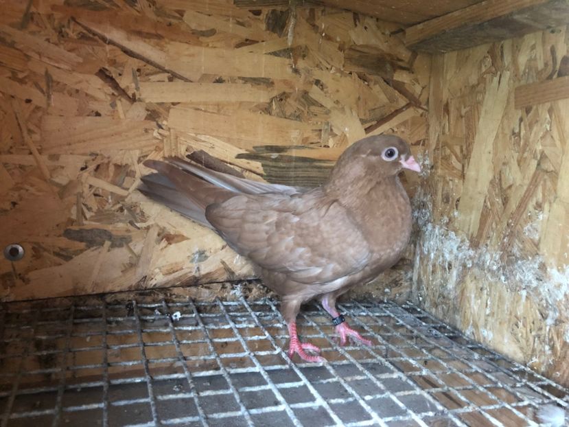 451/22 - 5- lot zbor 2022