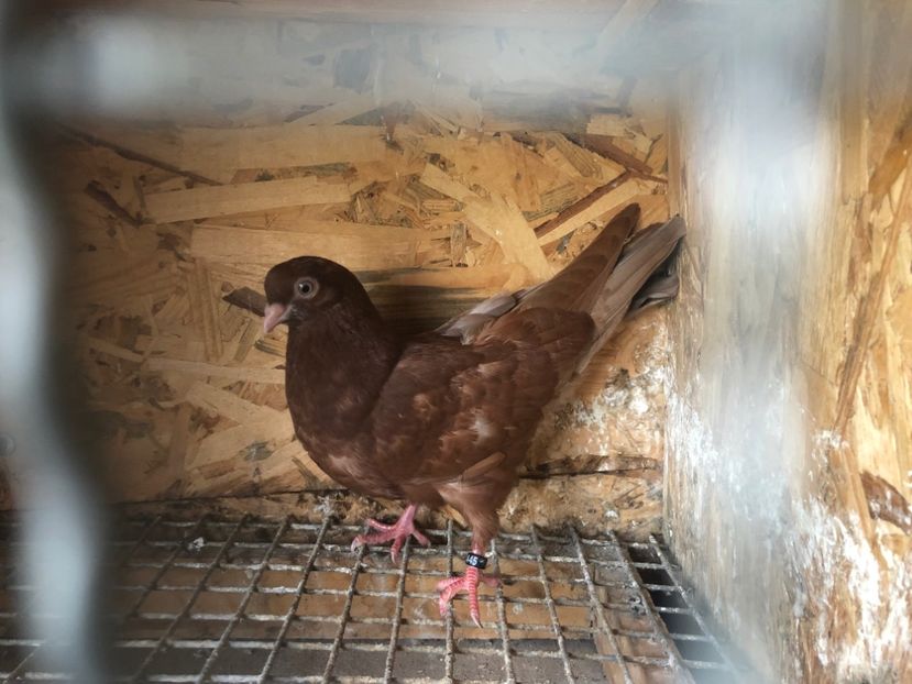 445/22 - 5- lot zbor 2022