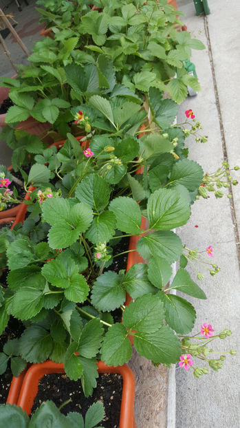 fragaria "ananassa tristan" - Gradina si terasa PrimaLuce_9-Hello 2022