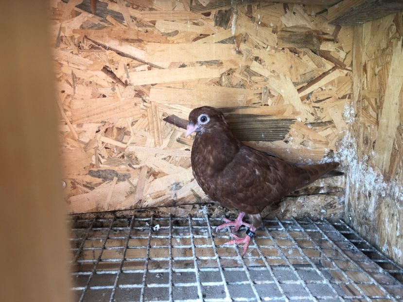 448/22 - 5- lot zbor 2022