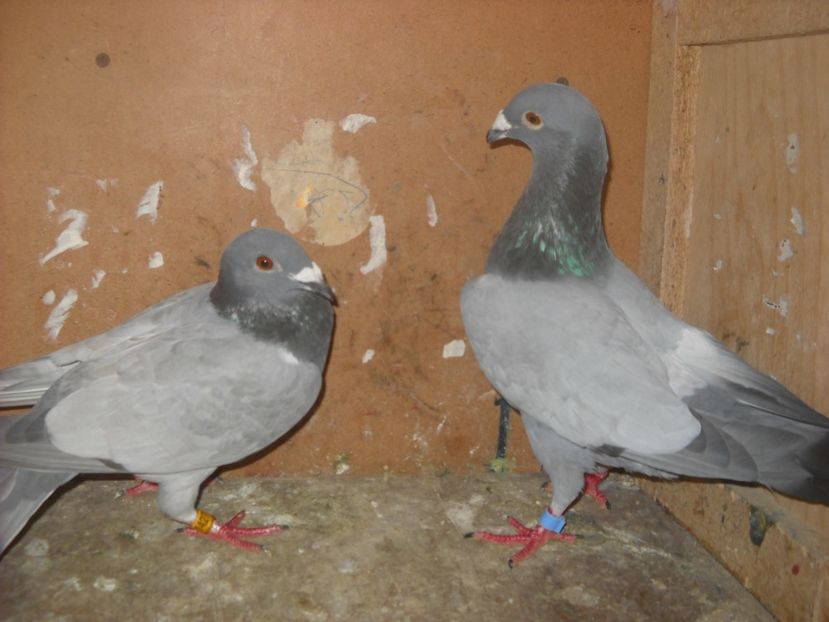  - PORUMBEI VANDUTI 2