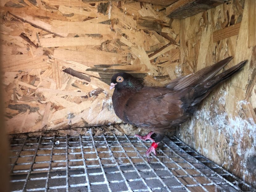 Clema roșie STG dan - 5- lot zbor 2022