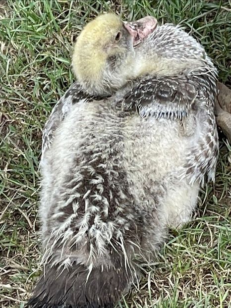 Looney - Bomboane asortate 2022