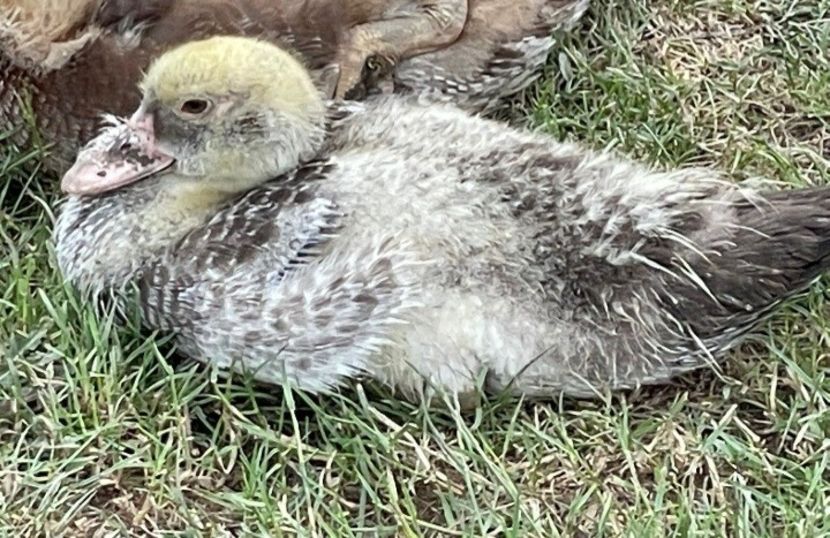 Looney - Bomboane asortate 2022