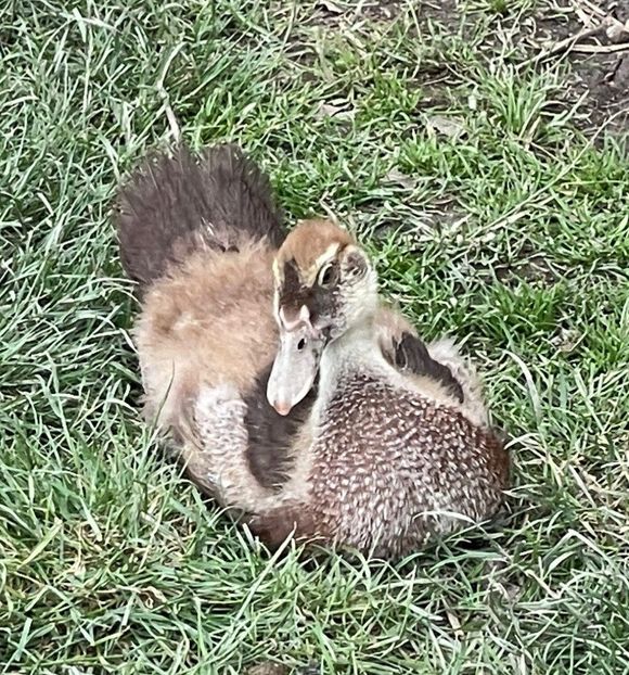 Choco - Bomboane asortate 2022