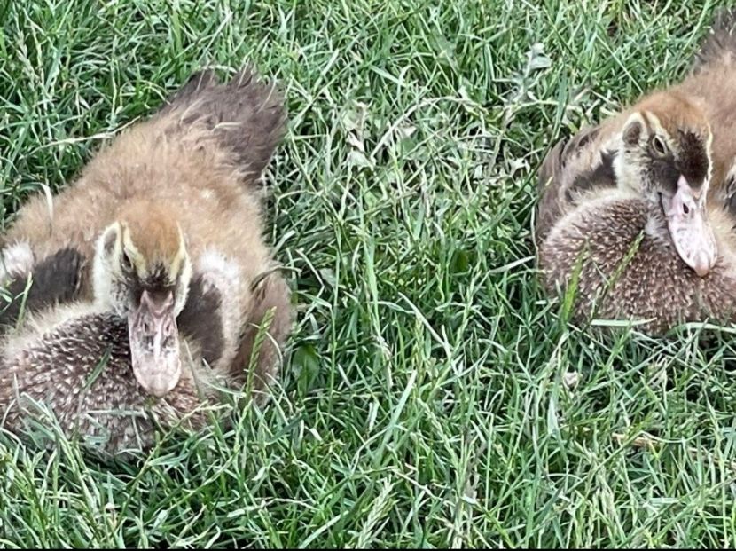 Choco - Bomboane asortate 2022