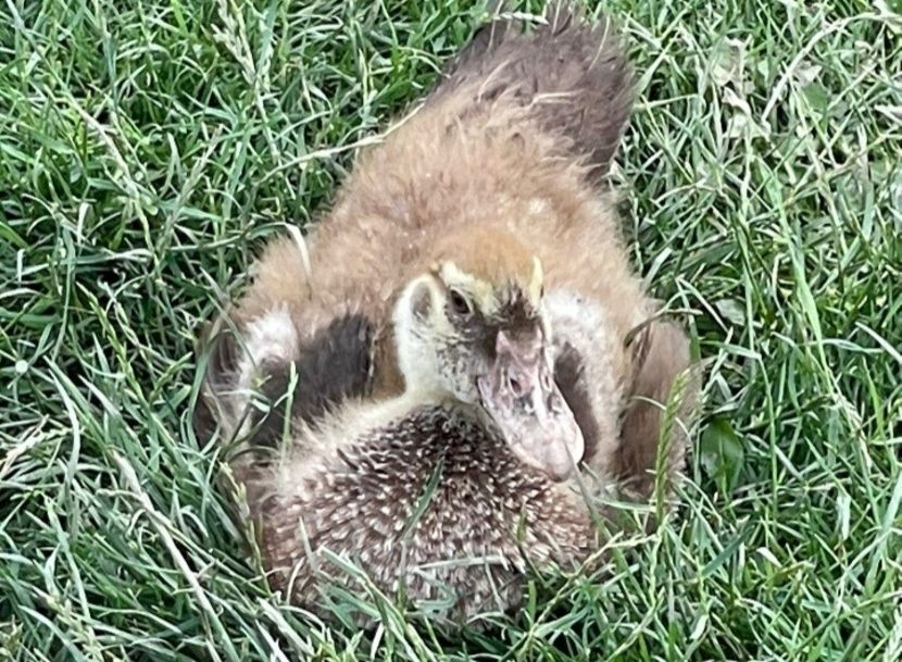 Choco - Bomboane asortate 2022