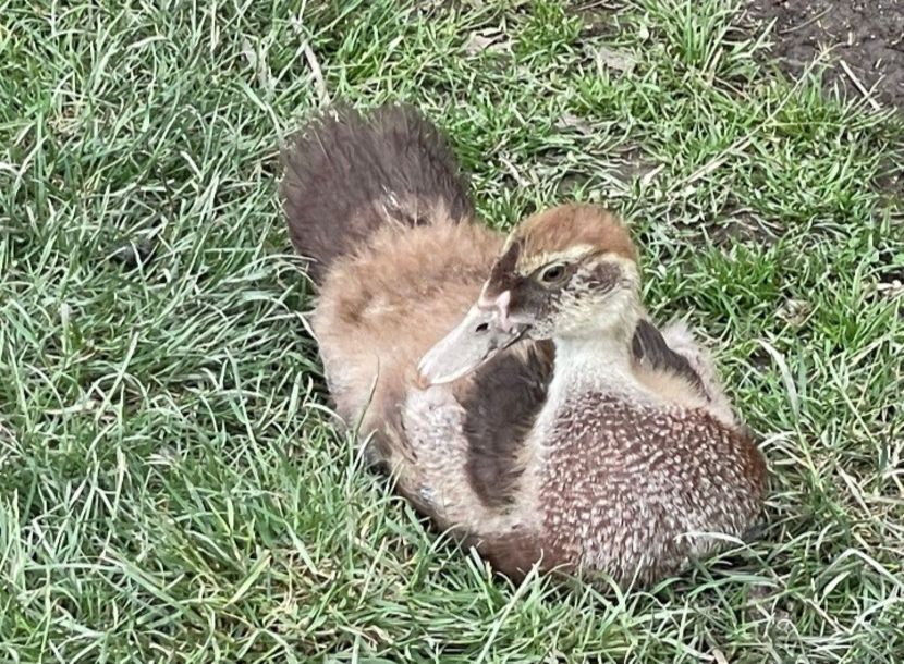 Choco - Bomboane asortate 2022