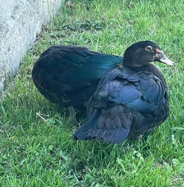 Negri din bronz - Bomboane asortate 2022