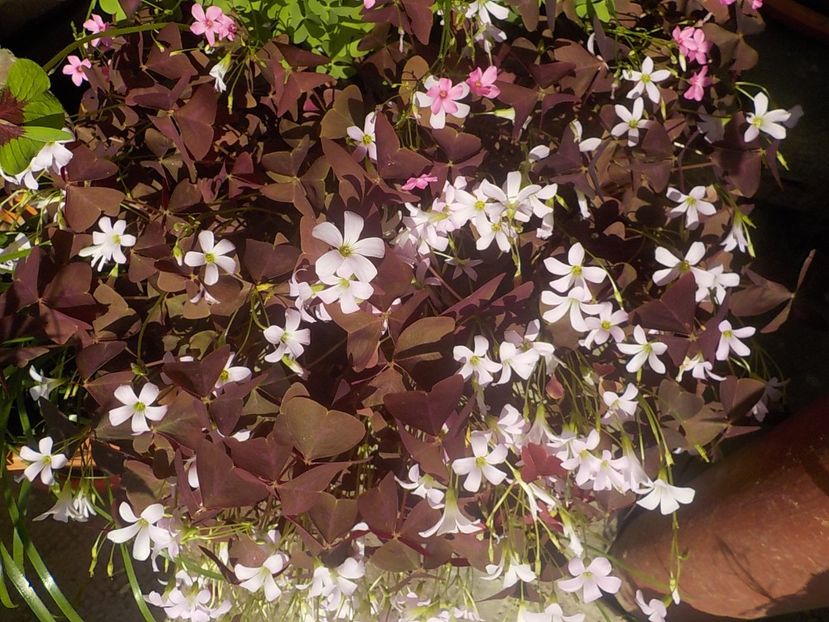  - oxalis triangularis