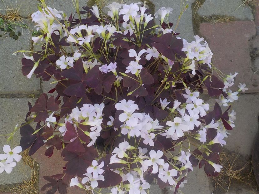 - oxalis triangularis