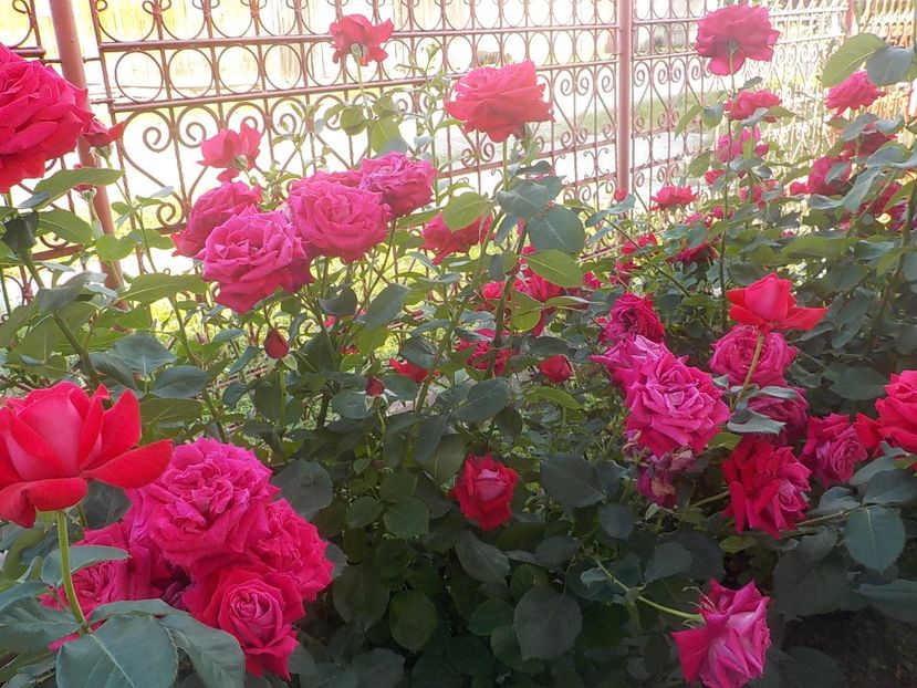  - Trandafiri in gradina mea