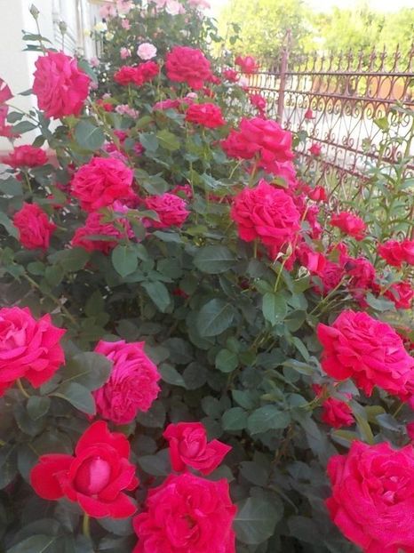  - Trandafiri in gradina mea