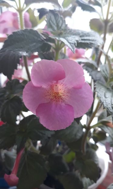  - 0001 2022 - BriD s Verena