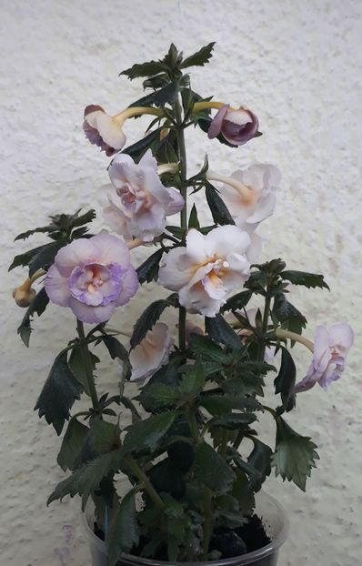  - 0001 2022 - BriD s Viktoria