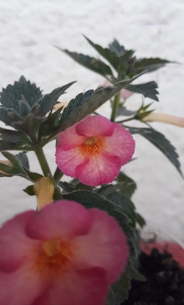  - 0001 2022 - ORANGE GRENADE