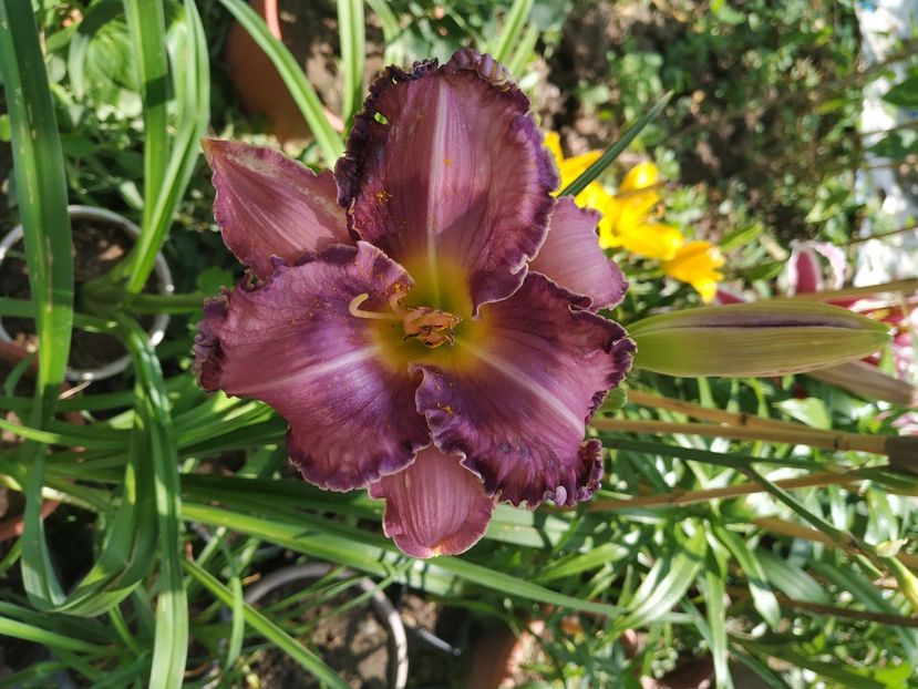  - 01-Hemerocallis _ crin de vara