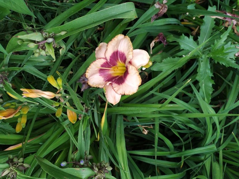  - 01-Hemerocallis _ crin de vara