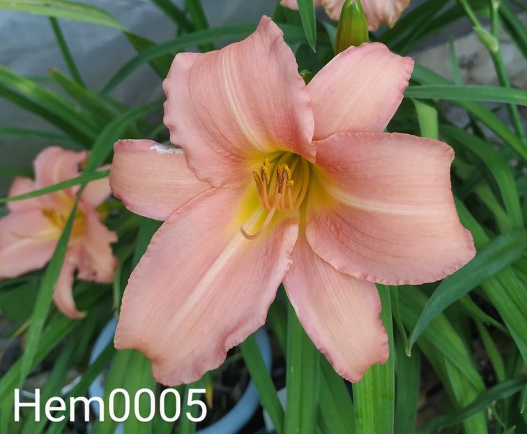  - 01-Hemerocallis _ crin de vara