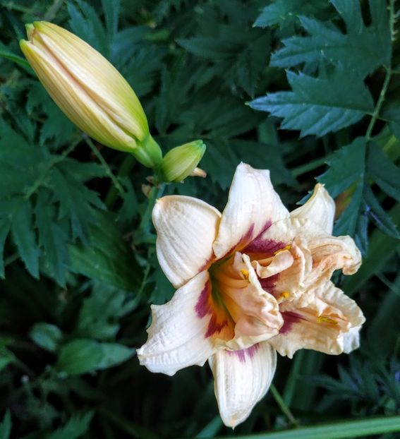  - 01-Hemerocallis _ crin de vara