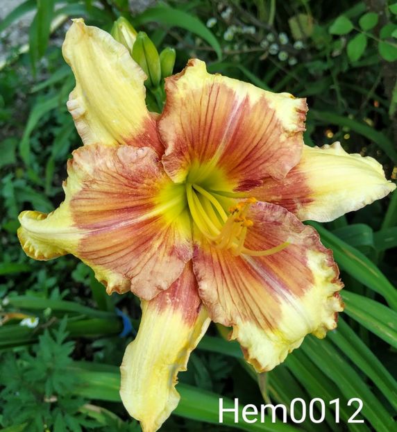  - 01-Hemerocallis _ crin de vara
