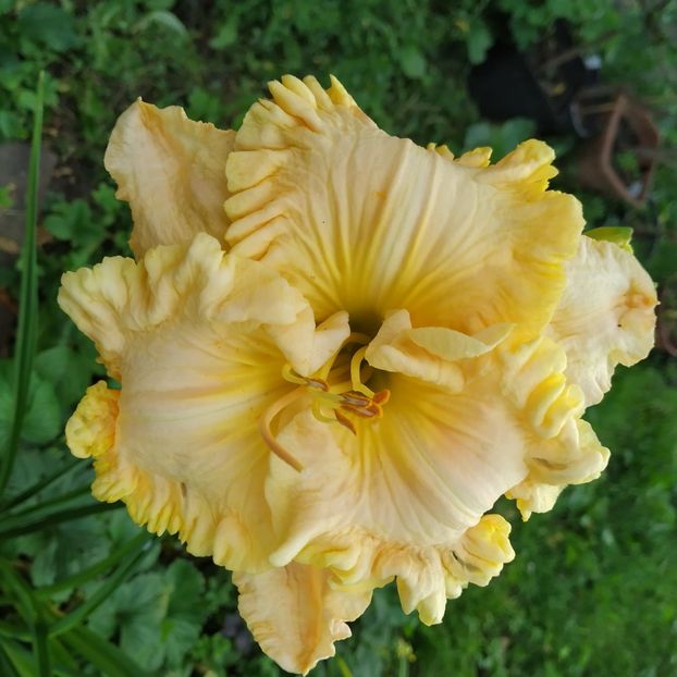  - 01-Hemerocallis _ crin de vara