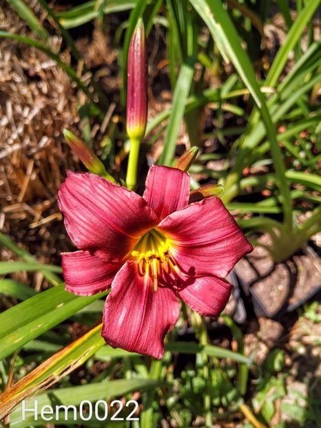  - 01-Hemerocallis _ crin de vara