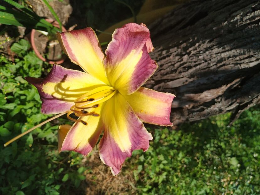  - 01-Hemerocallis _ crin de vara