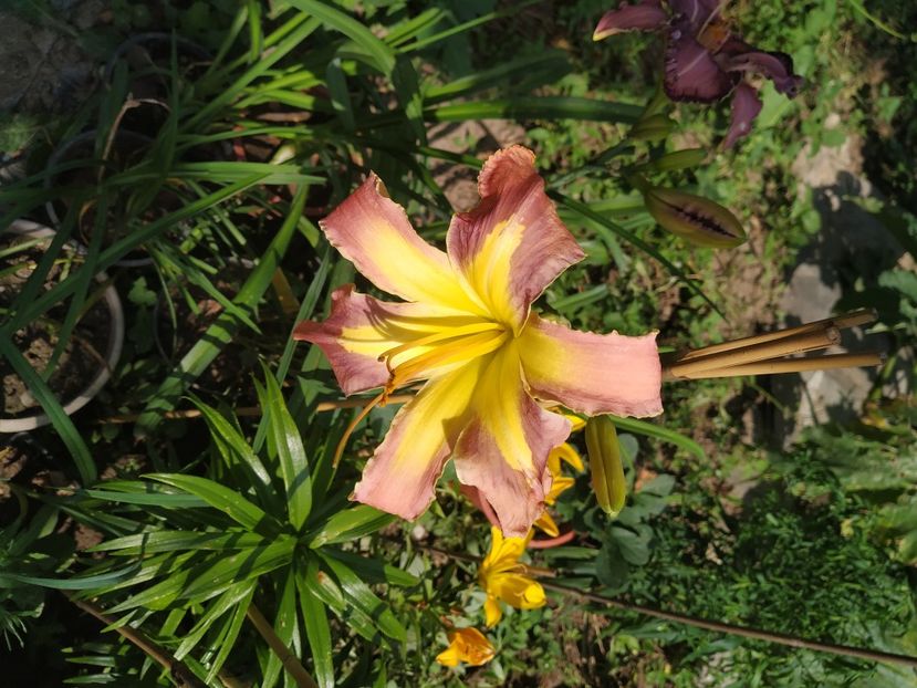  - 01-Hemerocallis _ crin de vara