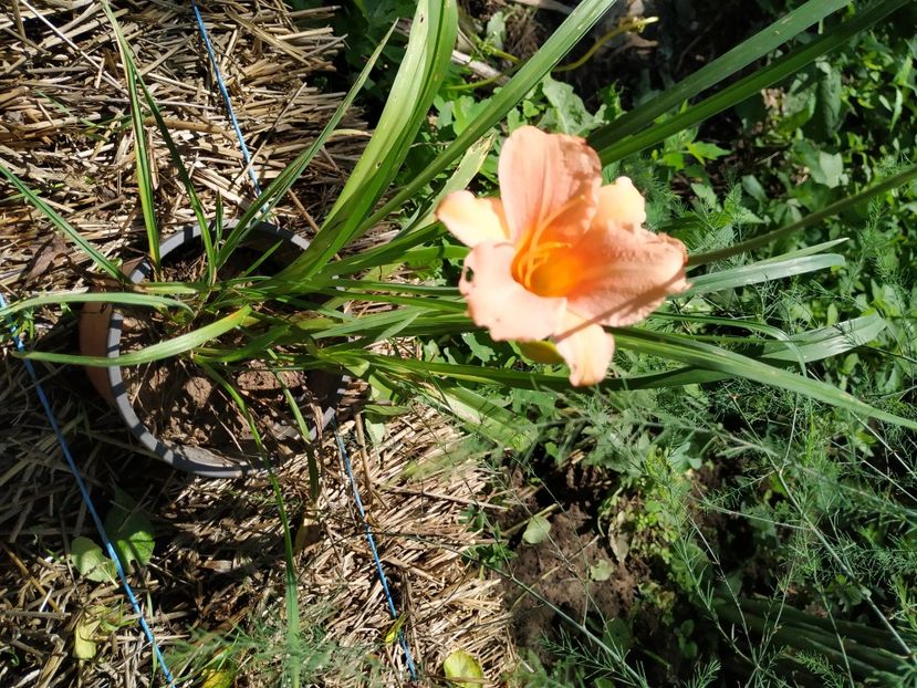  - 01-Hemerocallis _ crin de vara