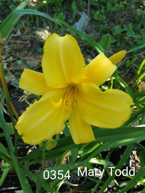  - 01-Hemerocallis _ crin de vara